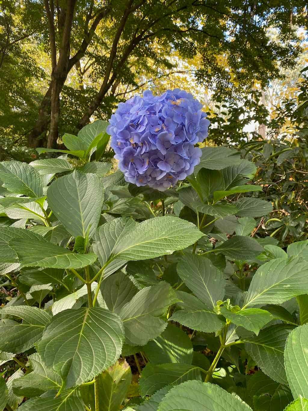 May 2023 Bathurst Mayfield Garden Tour Image -64605bbe728c5